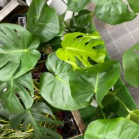 モンステラの育て方 水やり頻度は 葉が枯れる原因と対策は Greensnap グリーンスナップ モンステラの育て方 水やり頻度は 葉が枯れる原因と対策は Greensnap グリーンスナップ