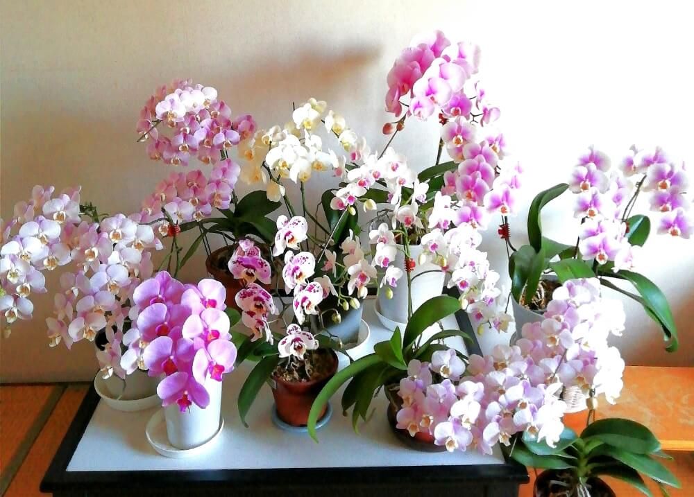 胡蝶蘭　鉢植え　ピンク色の花