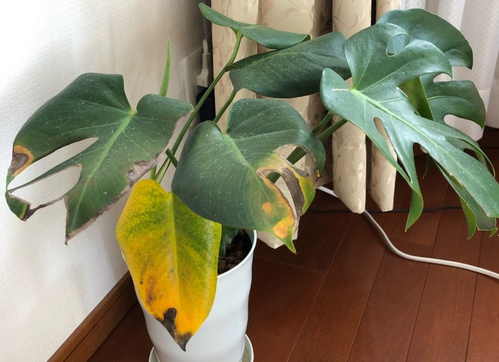 モンステラ　葉焼けで葉が黄色い
