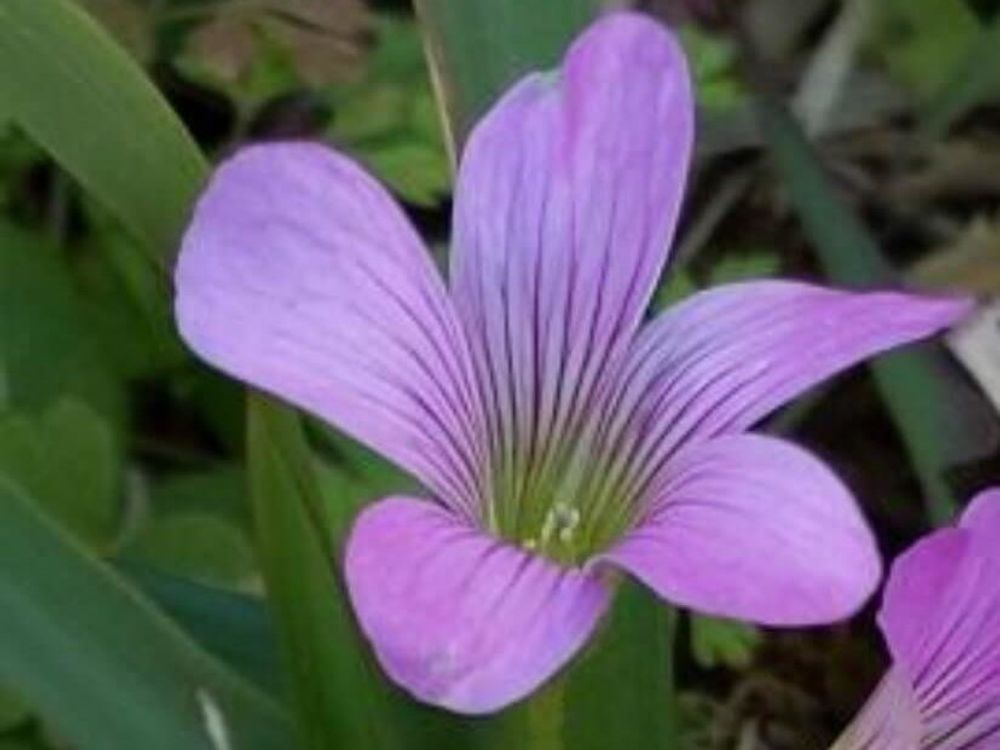 カタバミ　紫色の花