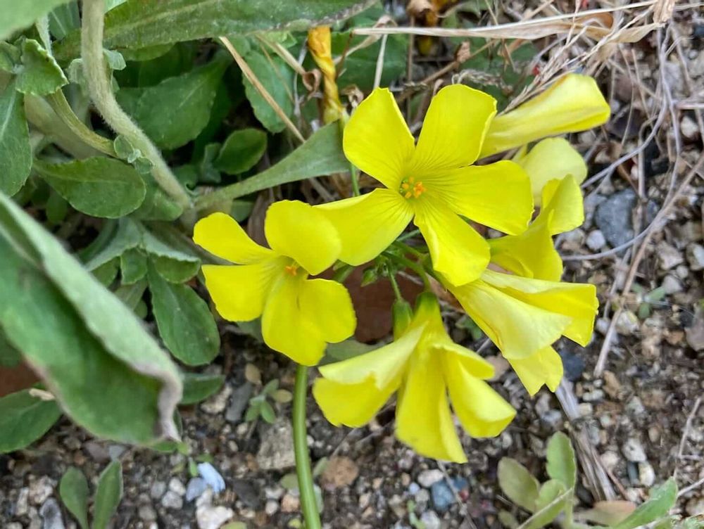 カタバミ　地植え　黄色い花