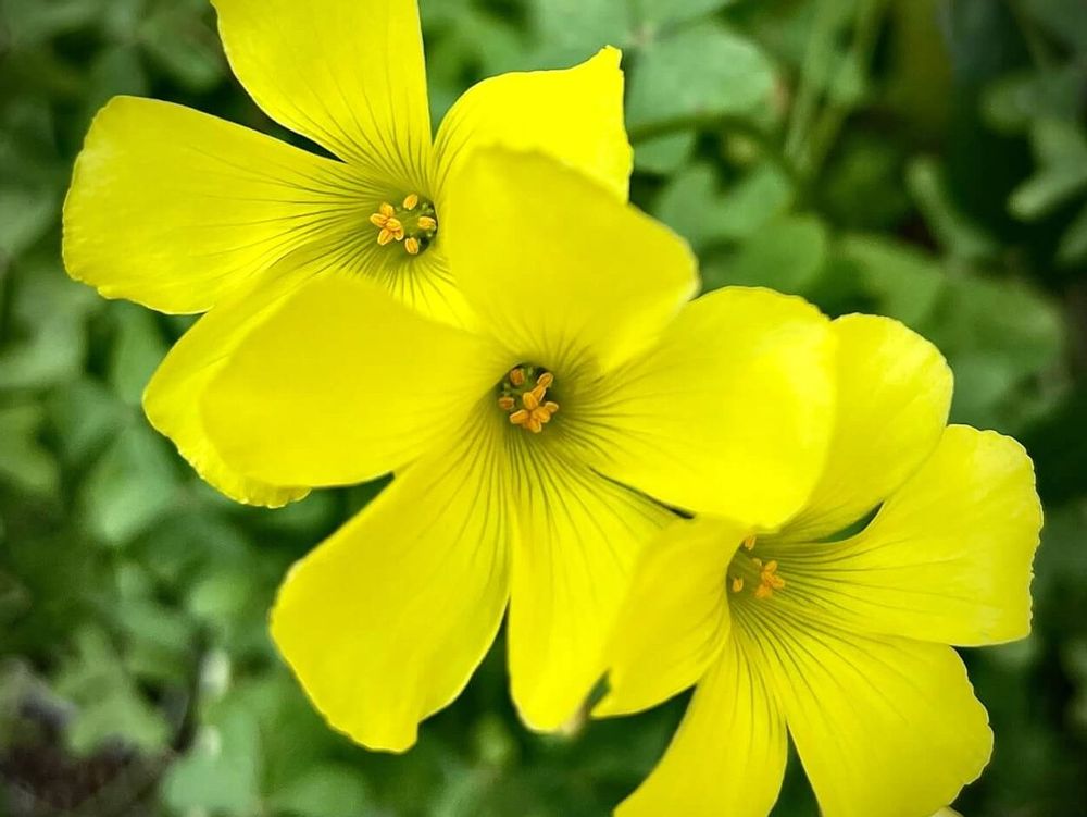 カタバミ　黄色い花