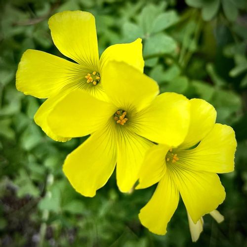 カタバミの育て方 育てる前に知っておく注意点とは 種子の特徴は Greensnap グリーンスナップ