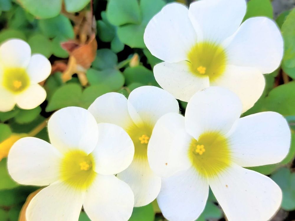 カタバミ　白い花