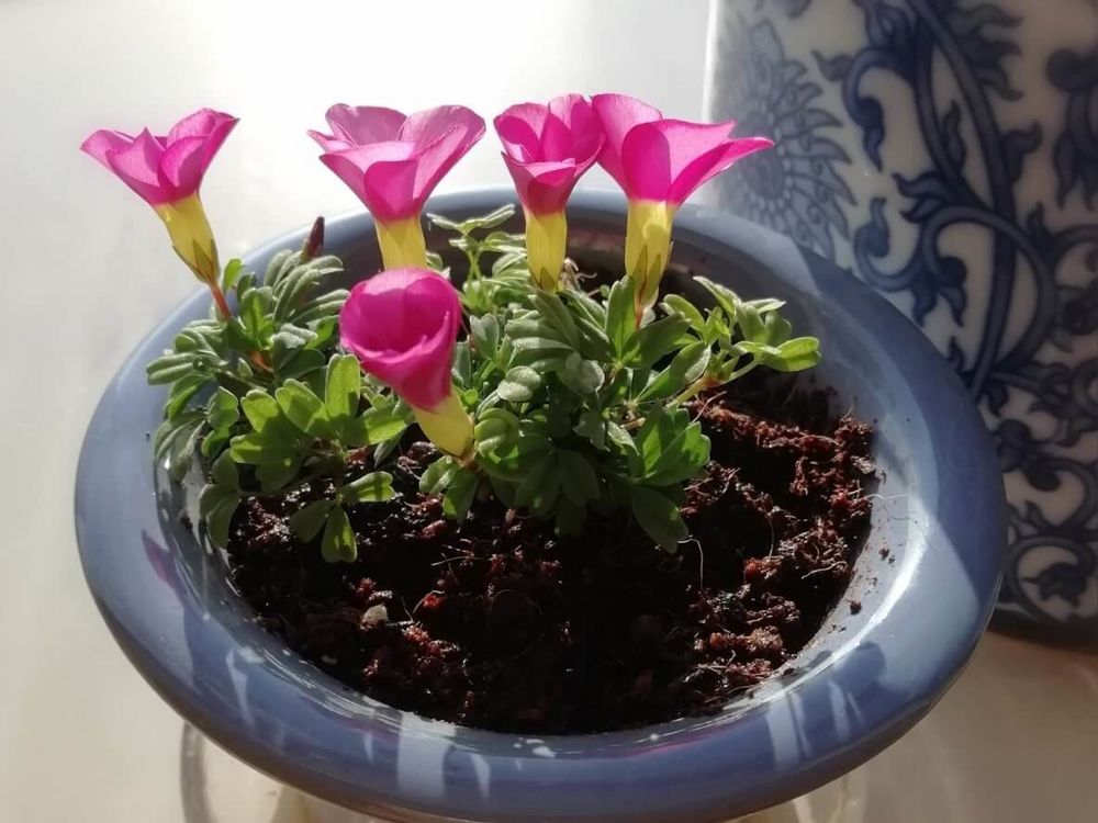 カタバミ　鉢植え　赤い花