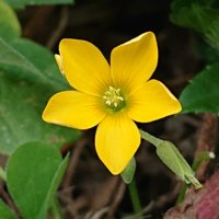 カタバミの育て方｜育てる前に知っておく注意点とは？種子の特徴は？の画像