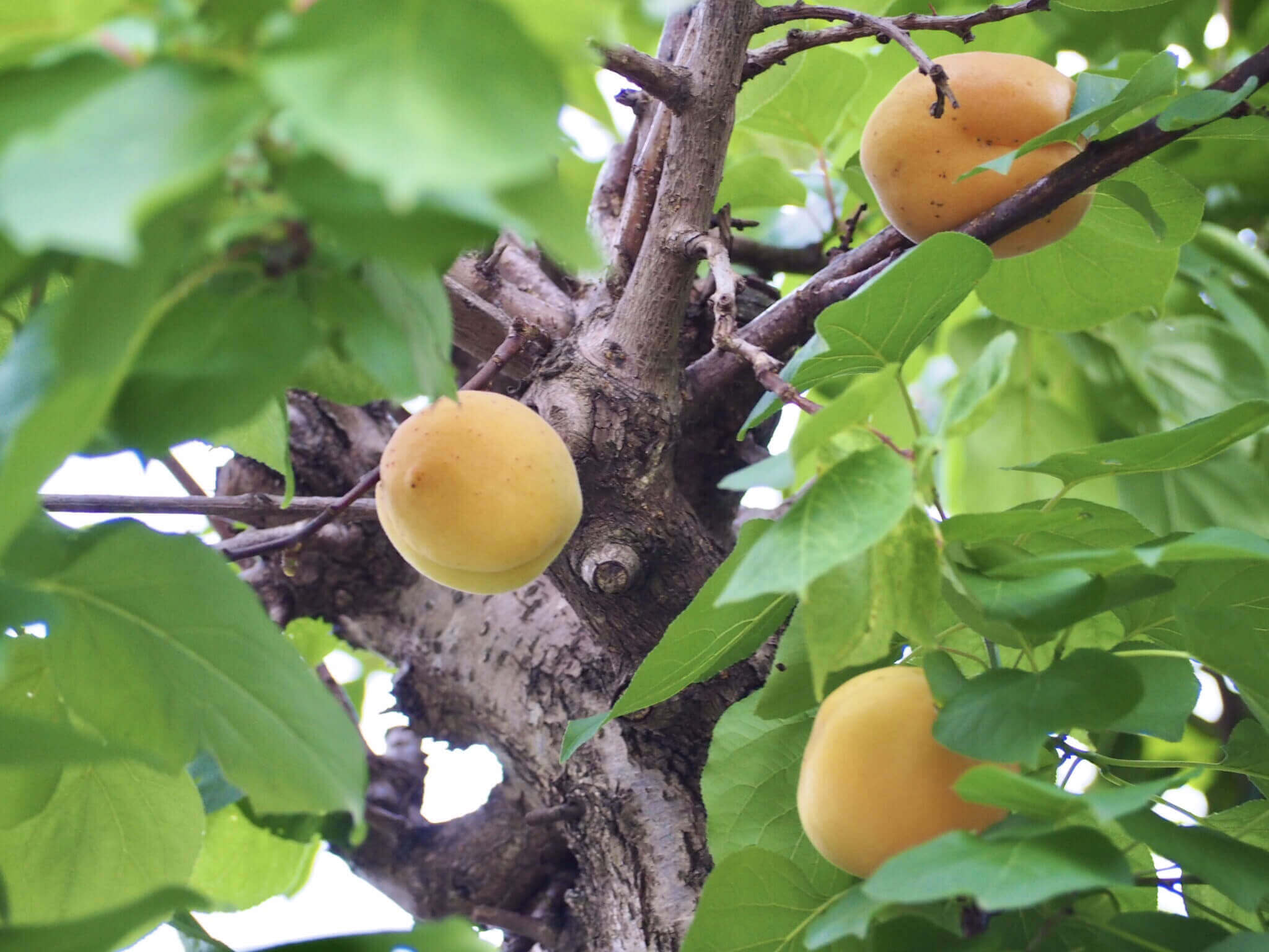 杏 の 苗木