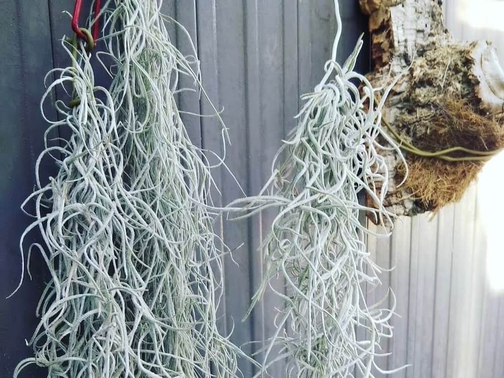 エアプランツ　チランジア　ウスネオイデス