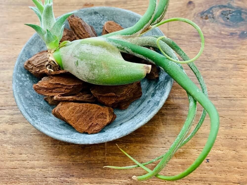 エアプランツ　チランジア　カプトメデューサ