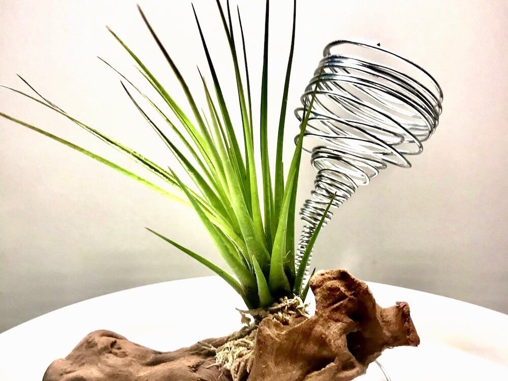 エアプランツ　チランジア　トリコロール