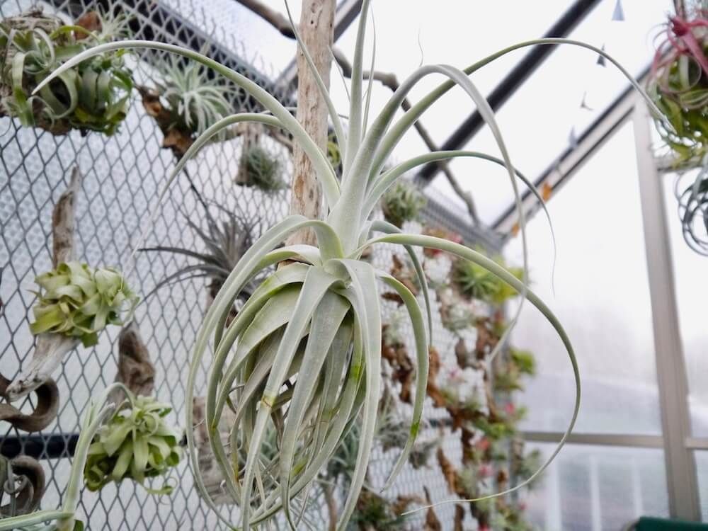 エアプランツ　チランジア　ストラミネア