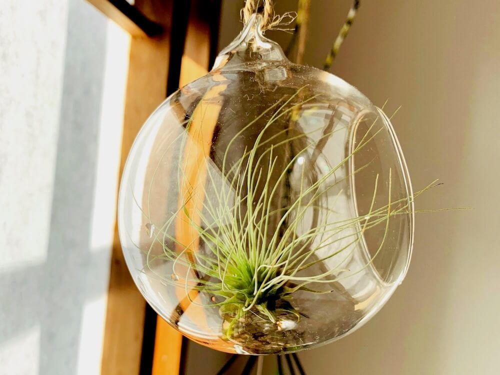 エアプランツ　チランジア