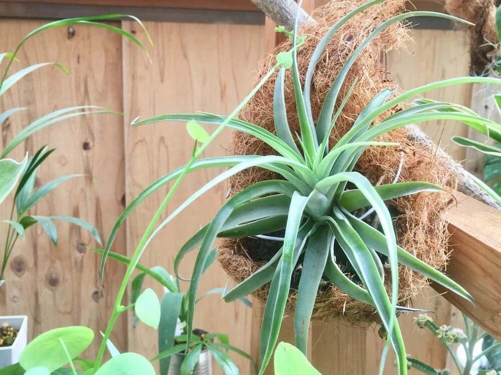 エアプランツ　チランジア　ハムシー　
