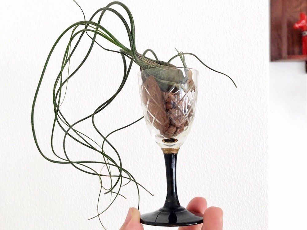 エアプランツ　チランジア　ブッツィー