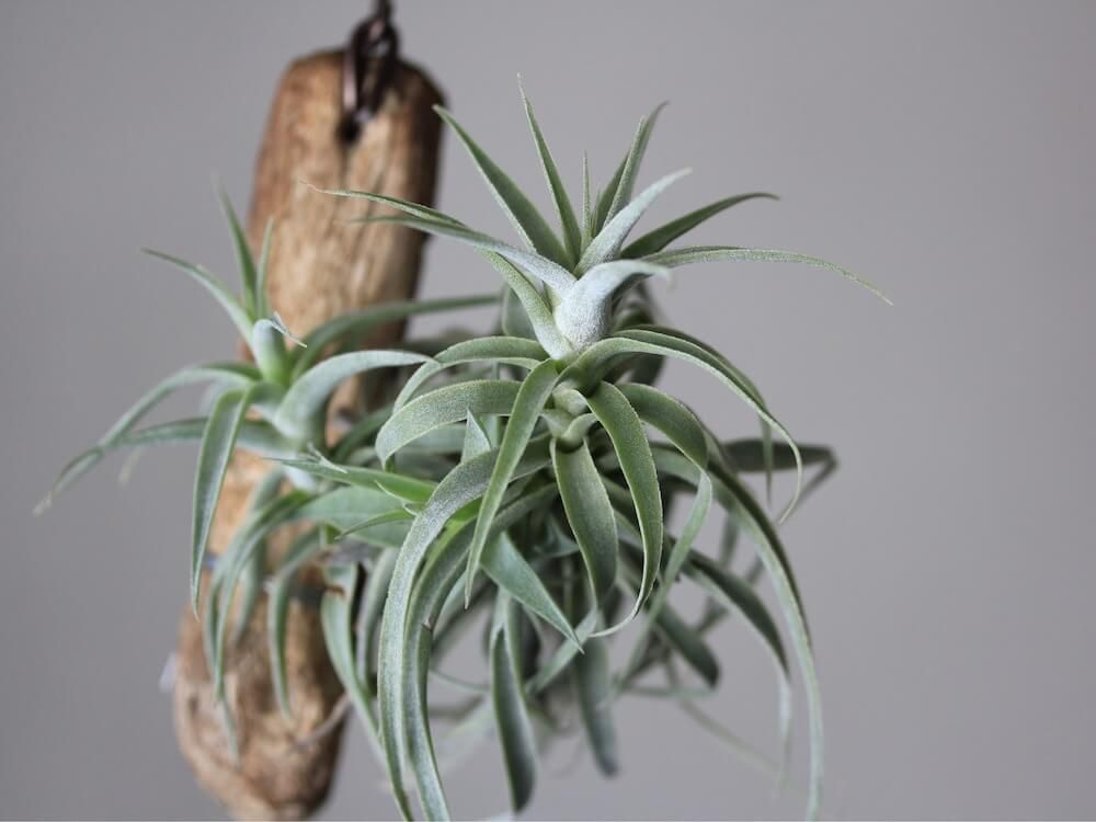 エアプランツ　チランジア　カクティコラ