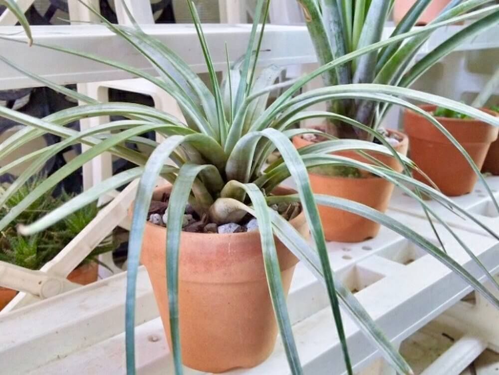 エアプランツ　チランジア　ファシクラータ