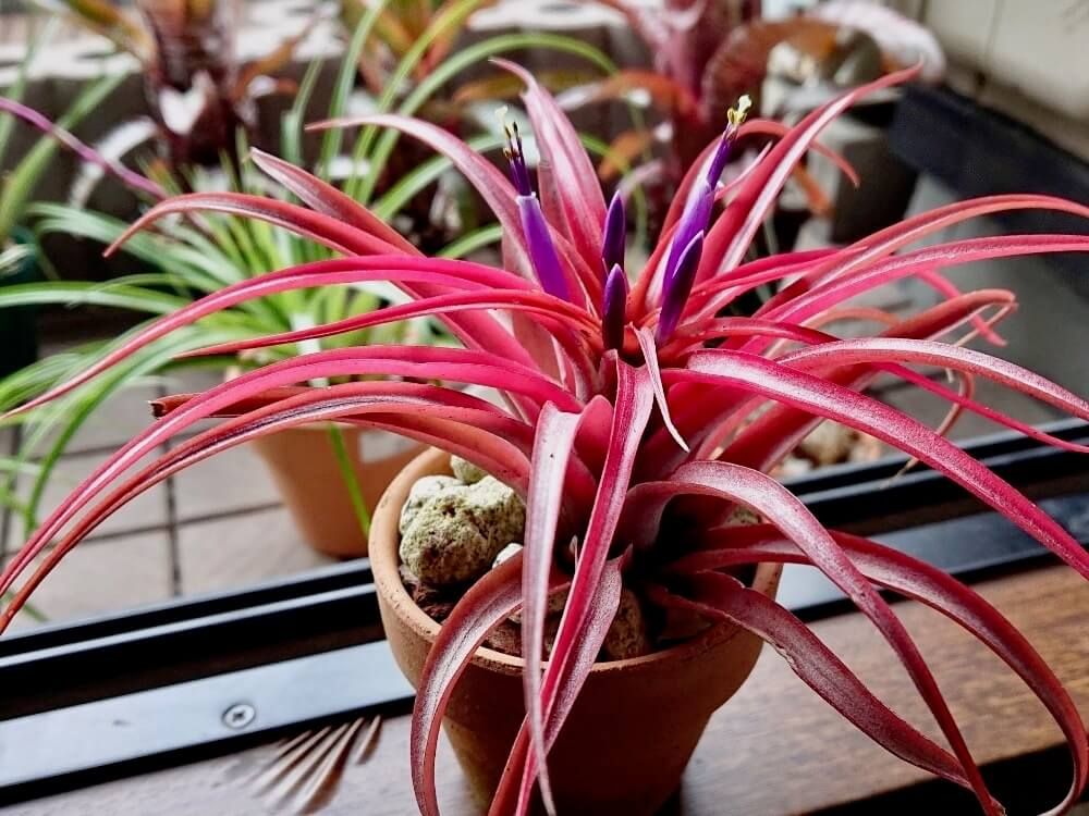 エアプランツ　チランジア