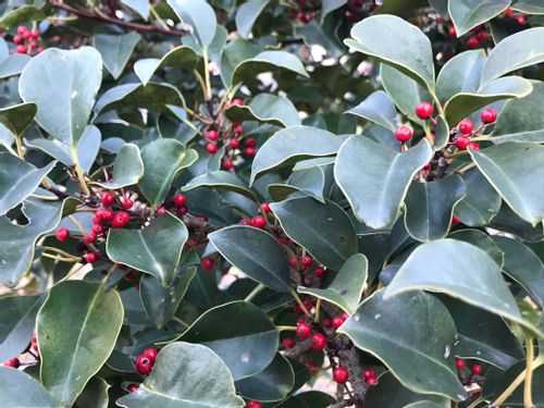 常緑広葉樹とは 特徴や庭木におすすめの種類は Greensnap グリーンスナップ