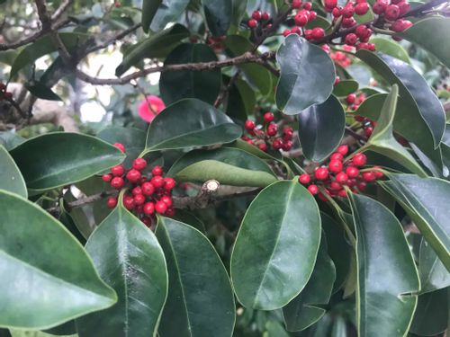 クロガネモチの木の育て方 植え付けや剪定の方法は 花や実はいつなるの Greensnap グリーンスナップ