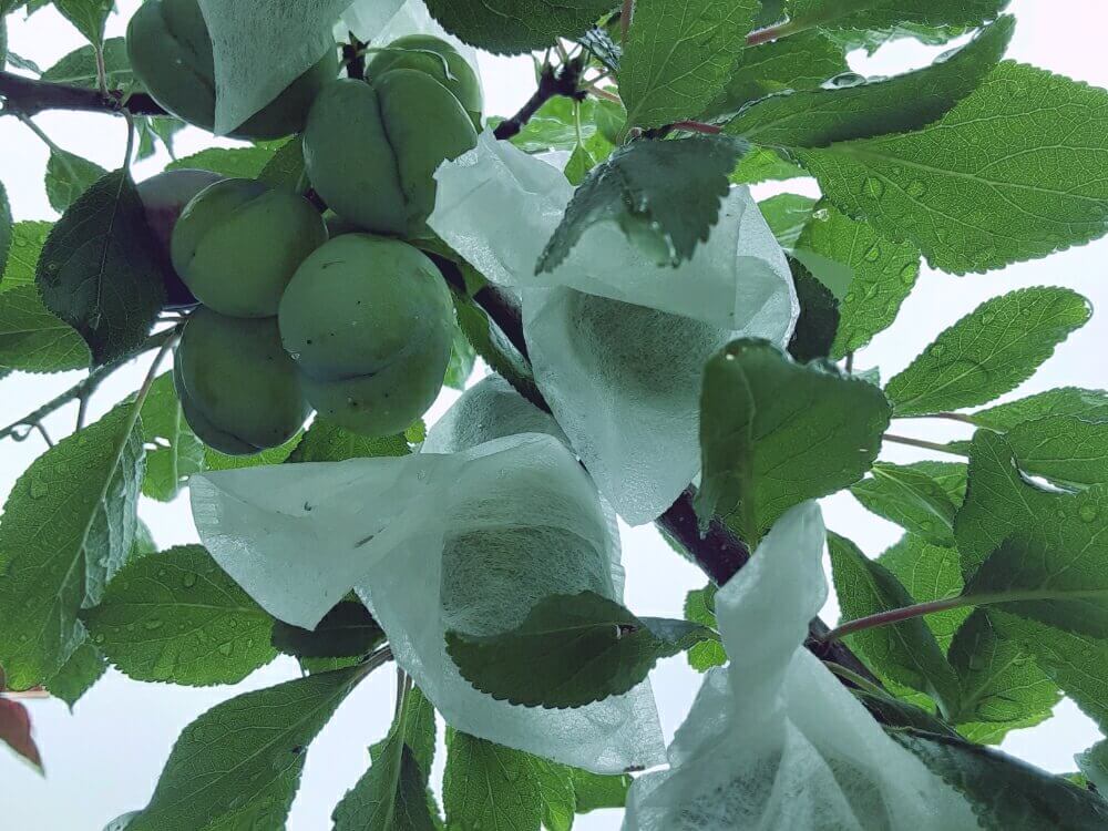 プルーンの育て方 栽培 苗木の植え付け 剪定 収穫の時期や方法は Greensnap グリーンスナップ