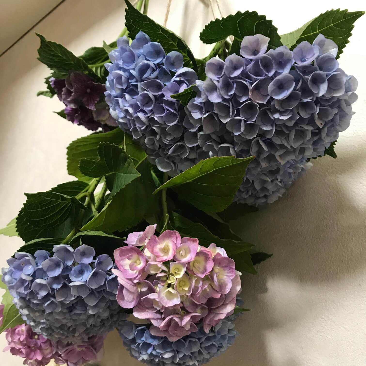 22春の新作 紫陽花のドライフラワー フラワー ガーデン Zir Clinic