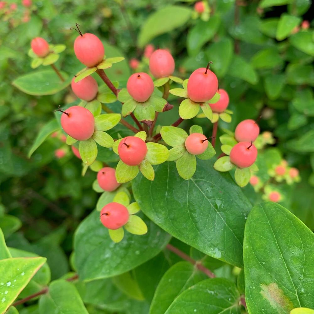 ヒペリカムの実