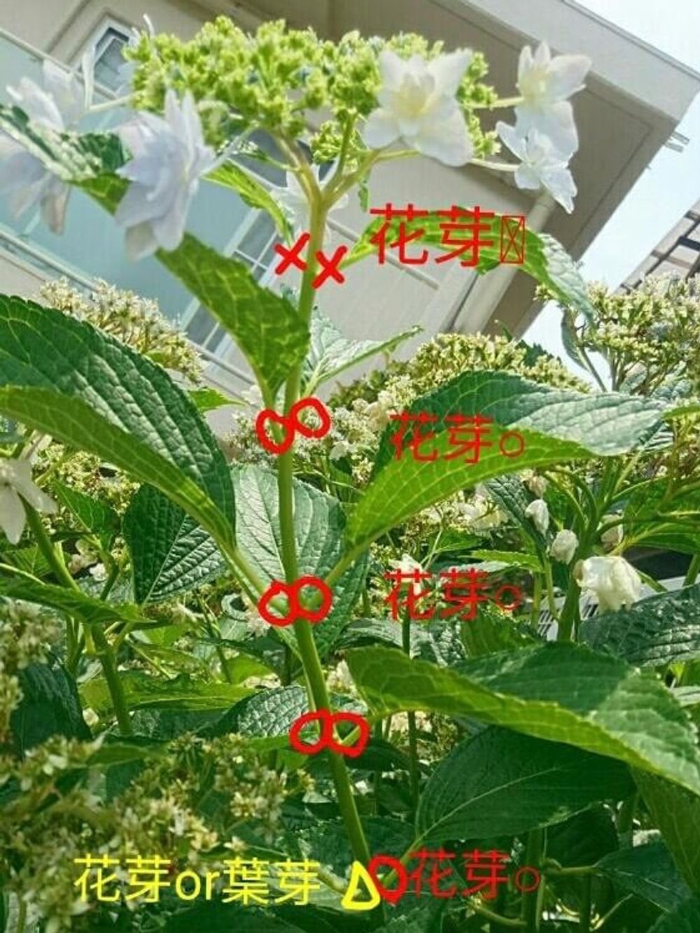 アジサイの花芽の位置