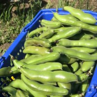 そら豆(空豆)の育て方｜植え付けや植え替え、摘芯や挿し木の時期は？の画像