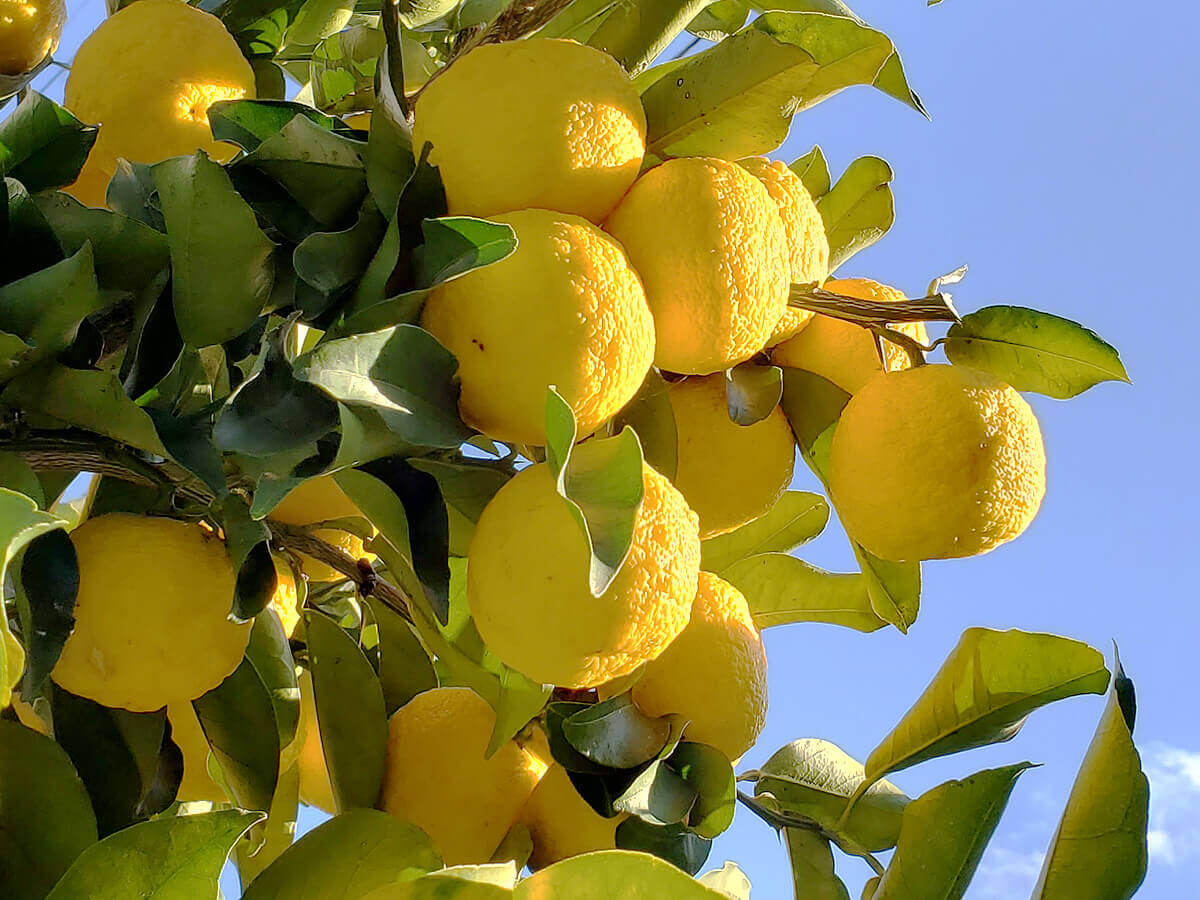 冬の果物といえば 寒い時期に旬を迎えるフルーツや種類は Greensnap グリーンスナップ