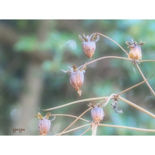 ダリアの挿し木 株分け 時期や方法 注意するポイントは Greensnap グリーンスナップ ダリアの挿し木 株分け 時期や方法 注意するポイントは Greensnap グリーンスナップ