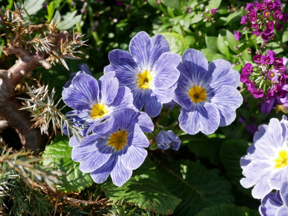 プリムラ・ジュリアン