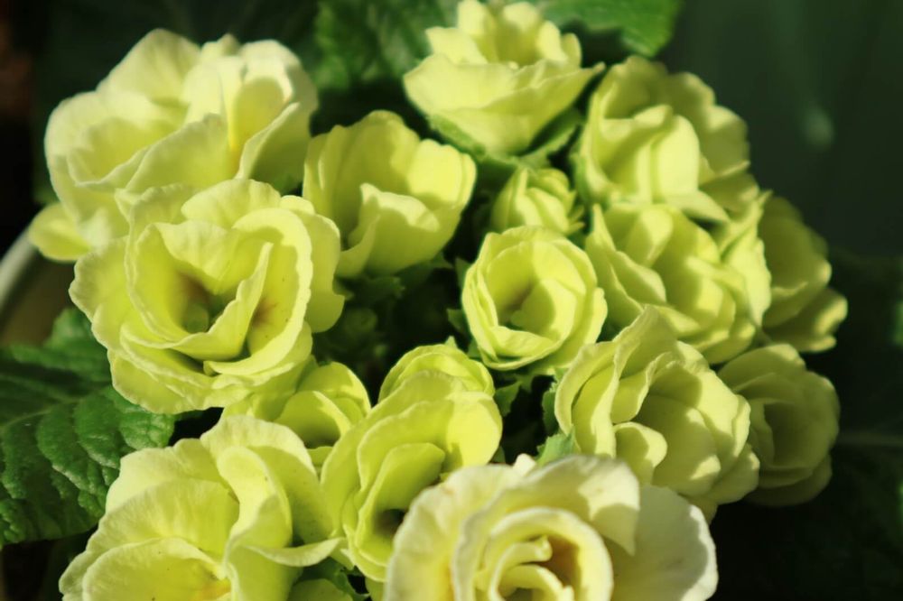 プリムラ・ジュリアン