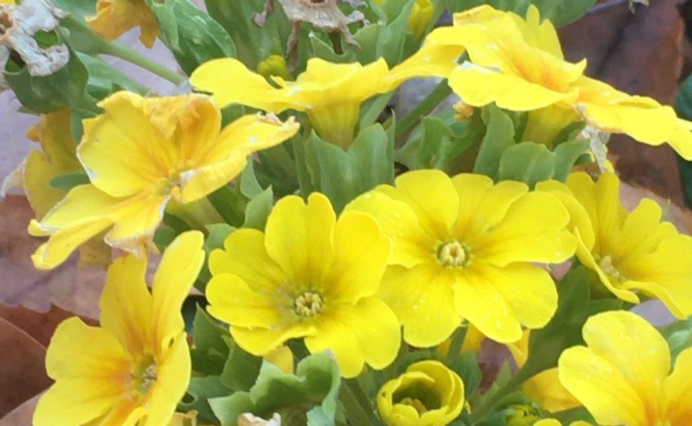 プリムラ・ジュリアン