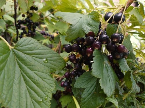 カシス 黒すぐり の花言葉 花の特徴や実の栄養と効能 種類は Greensnap グリーンスナップ