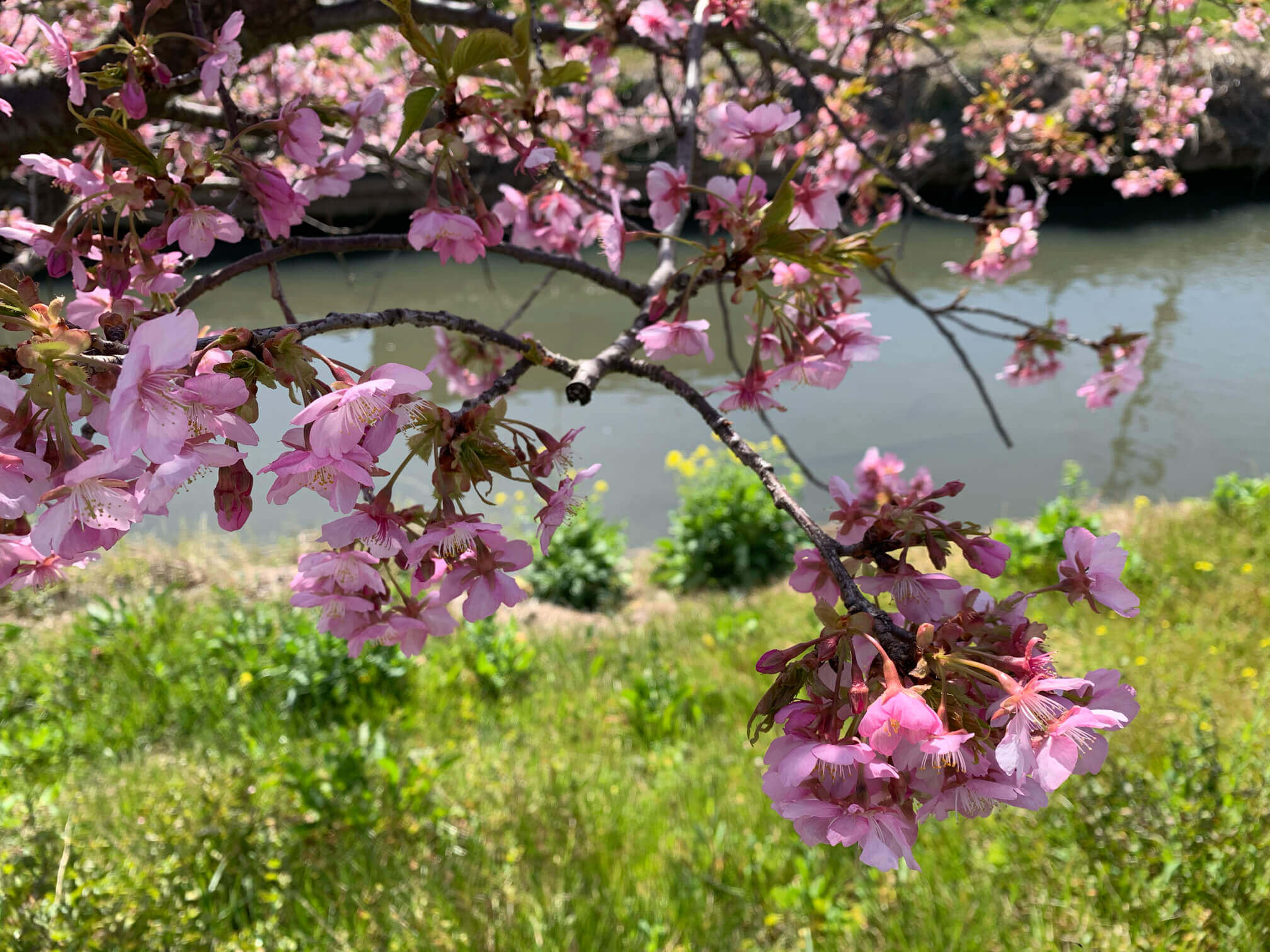 カワヅザクラ 河津桜 とは 見頃の時期や名所はどこ Greensnap グリーンスナップ