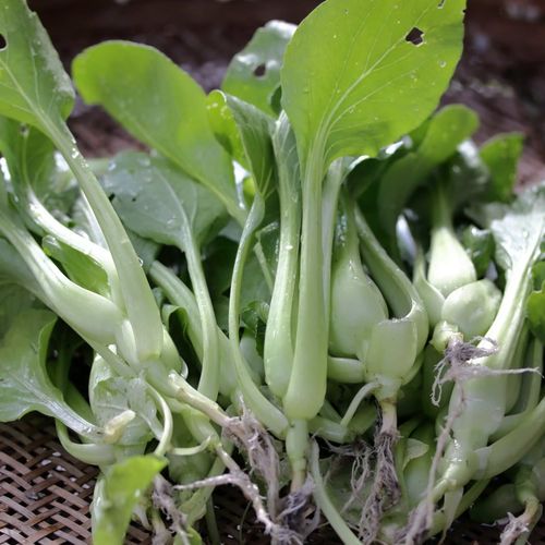 チンゲンサイ 青梗菜 の育て方 栽培のコツは どんな栄養がある Greensnap グリーンスナップ