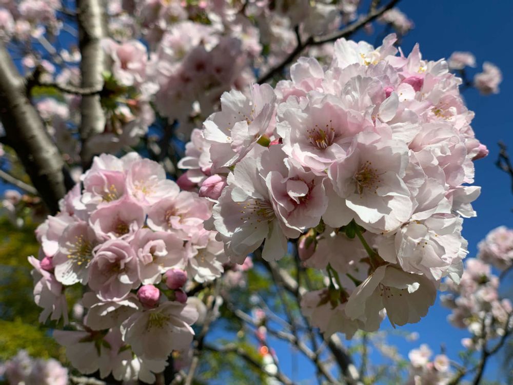 オオヤマザクラ