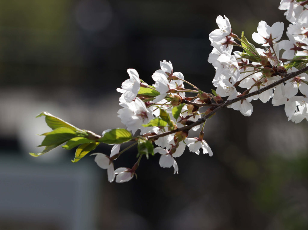 ヤマザクラ 山桜 とは 開花時期や種類 花言葉や人気の名所は Greensnap グリーンスナップ