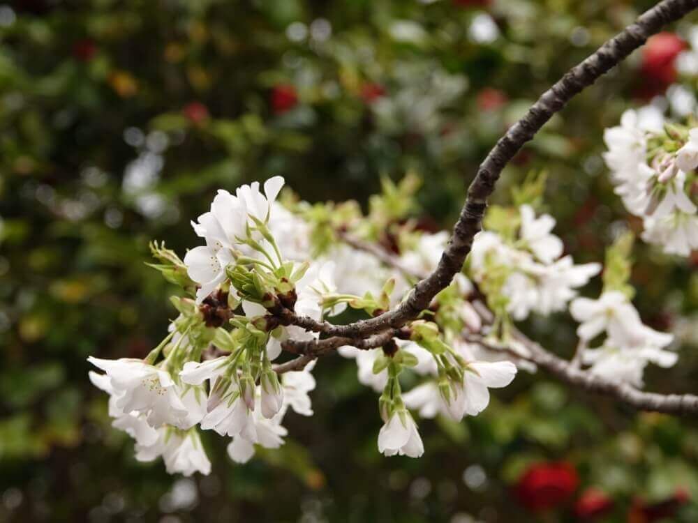 オオシマザクラ