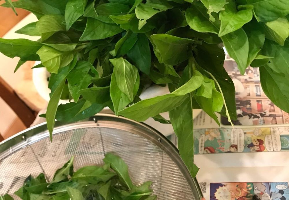 藍(アイ)　葉の収穫