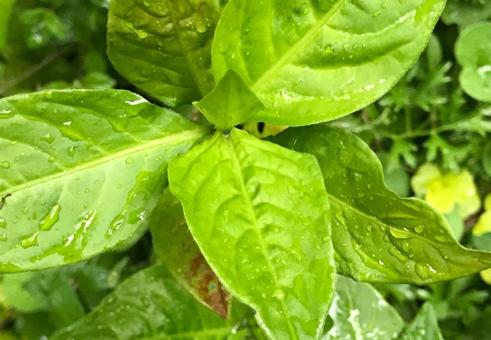 藍(アイ)　葉　水滴