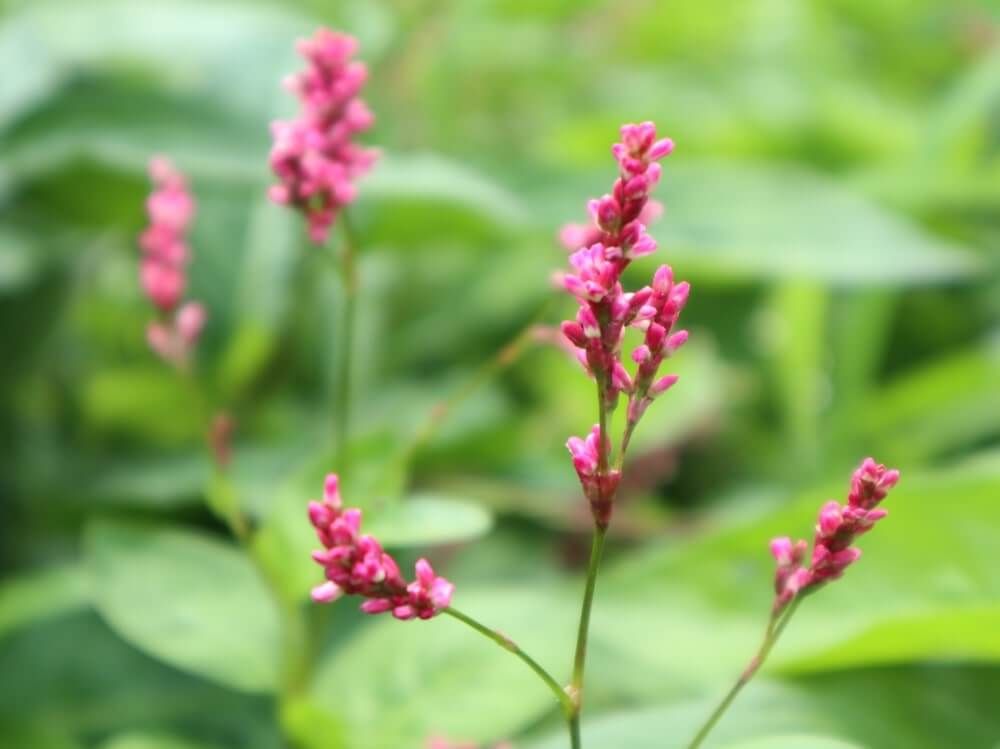 藍(アイ)　ピンク色の花