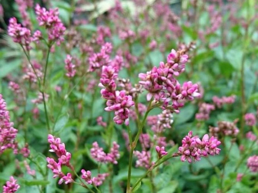 藍(アイ)　ピンク色