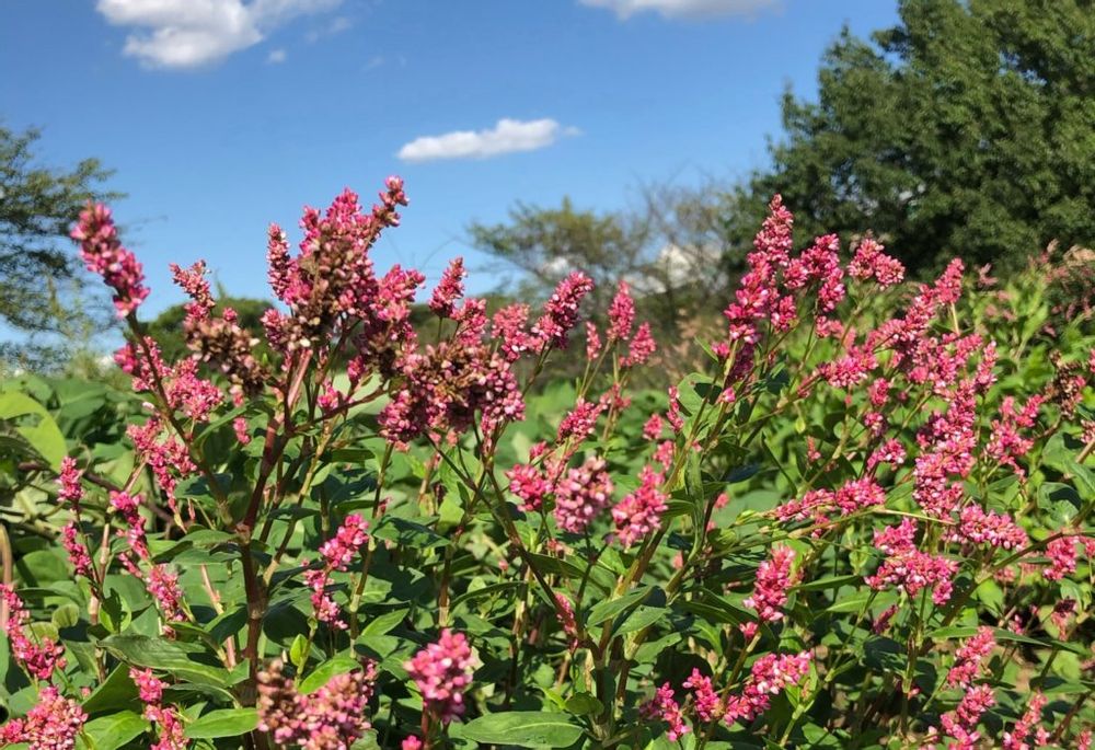 藍(アイ)　ピンク色の花　青空
