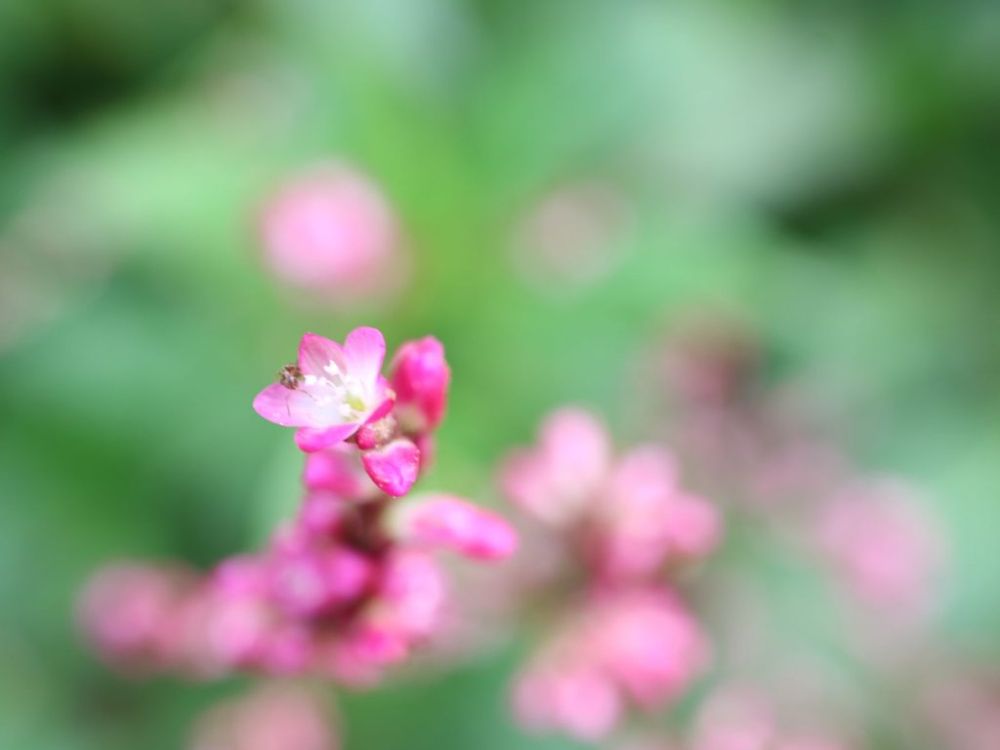 藍(アイ)　ピンク色の花