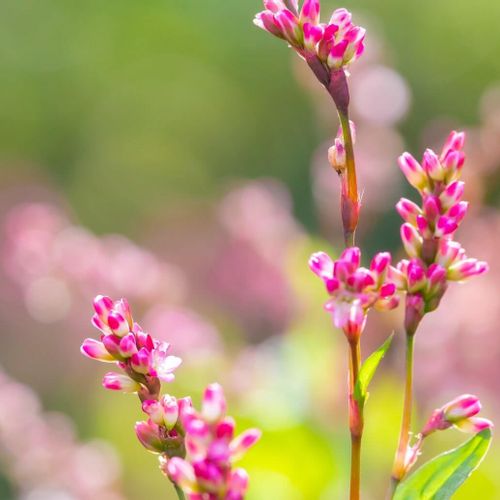 藍 アイ の育て方 種まきの時期とコツは どんな花が咲く Greensnap グリーンスナップ