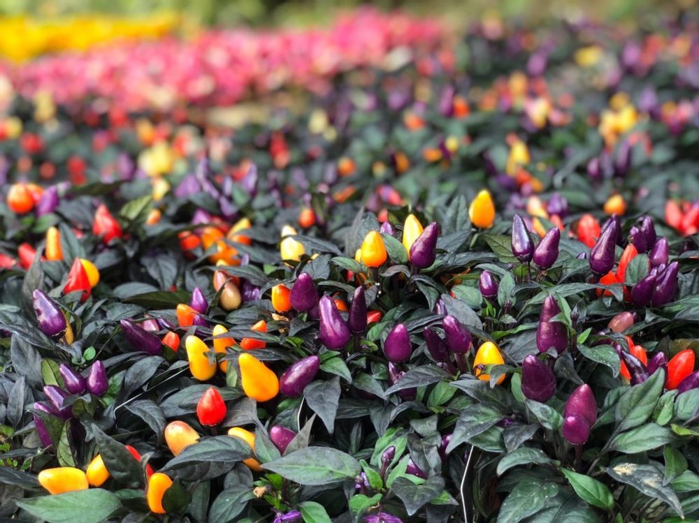 観賞用トウガラシ