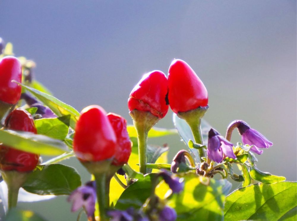 観賞用トウガラシ