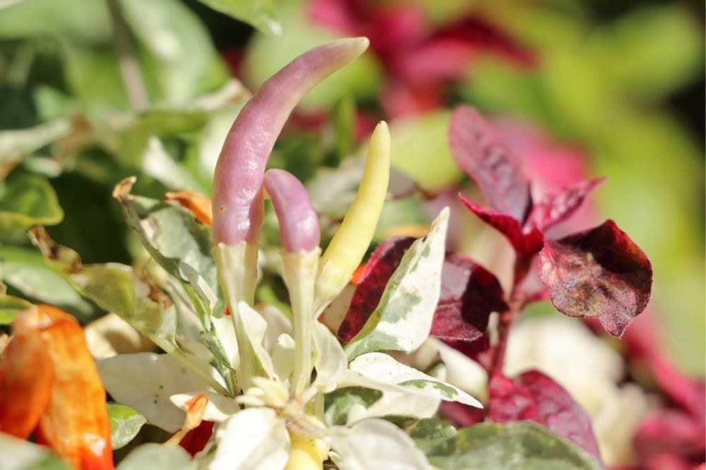 観賞用トウガラシ