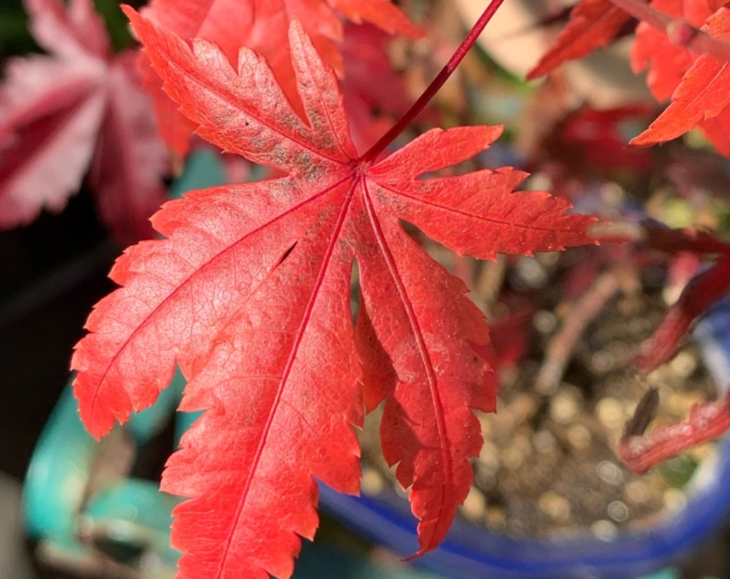 イロハモミジとは 普通のモミジとの違いや特徴 紅葉する条件は Greensnap グリーンスナップ